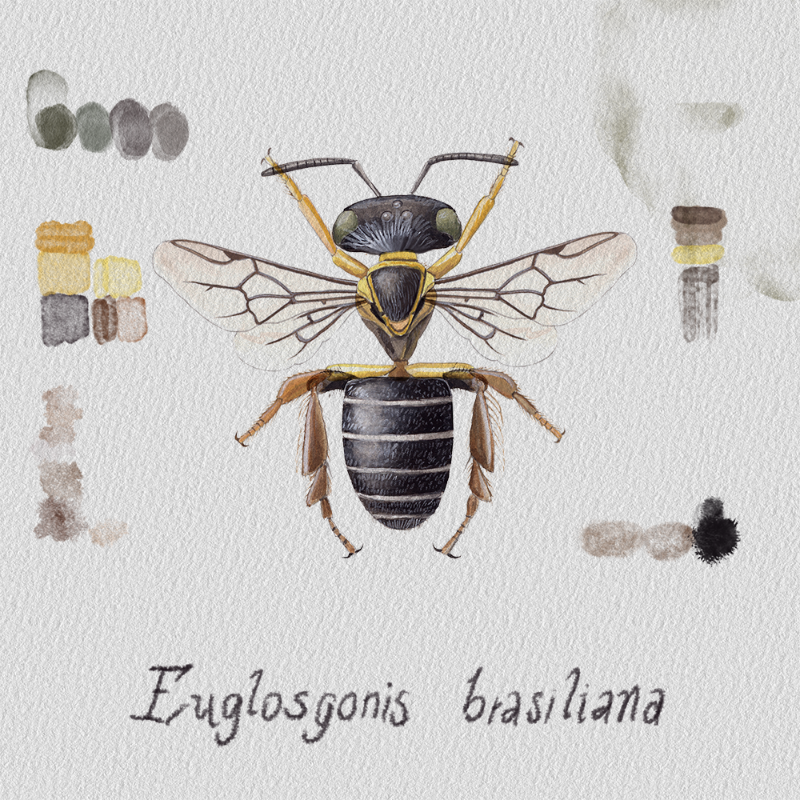 Randomic Brazilian Bees  #4