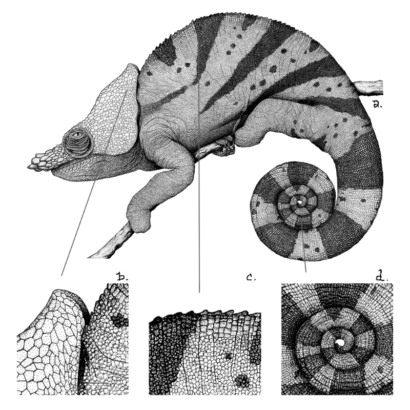 Chameleon - plante 1 #2