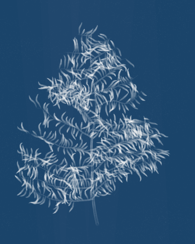 Cyanotypes #113