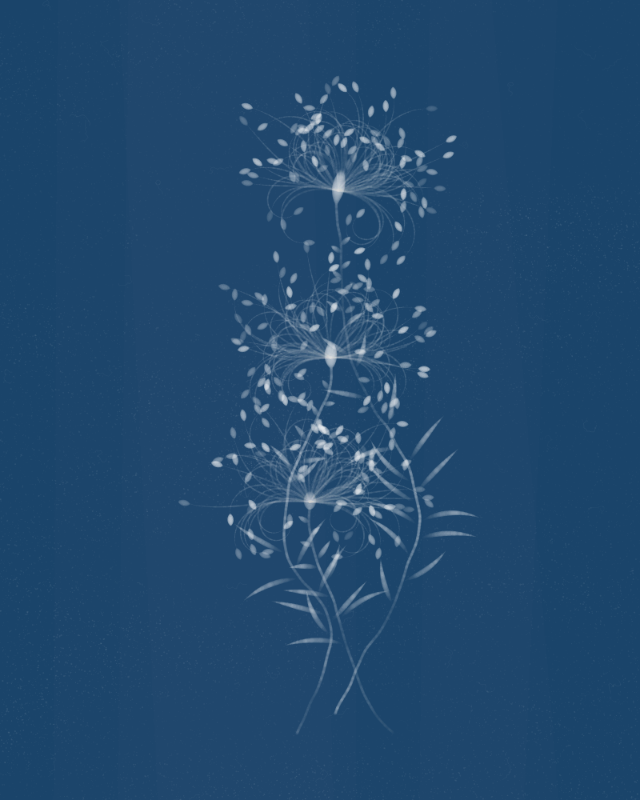 Cyanotypes #270