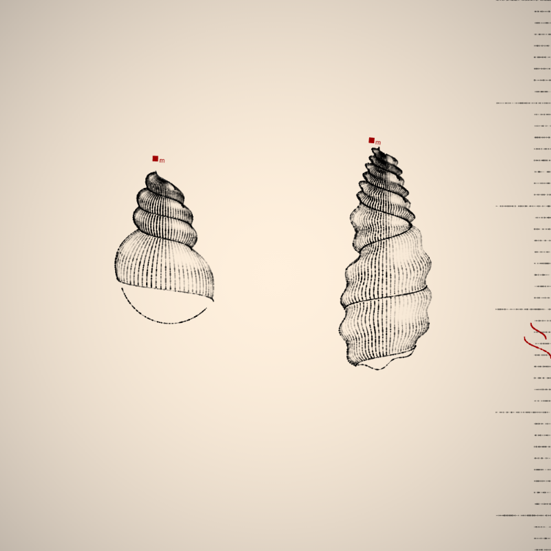 Two Specimen #494