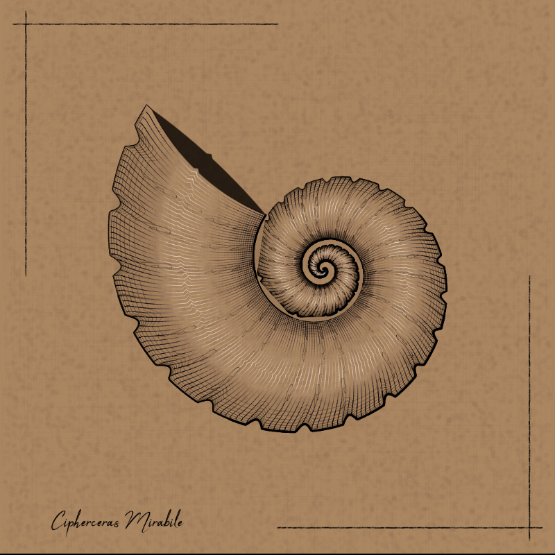 Ammonites #87