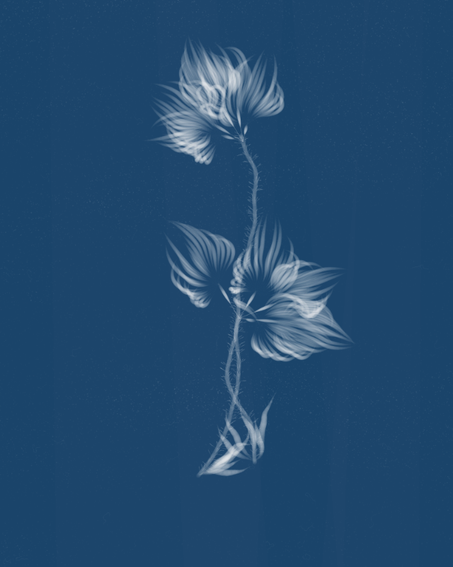 Cyanotypes #54