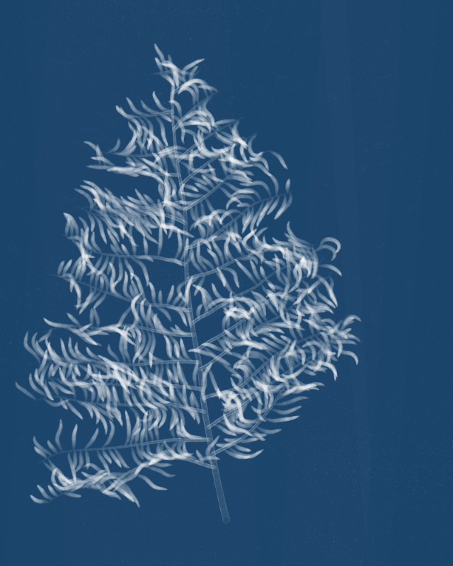 Cyanotypes #61