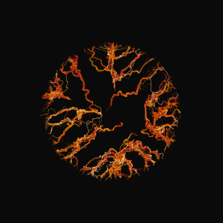 Ginseng #35