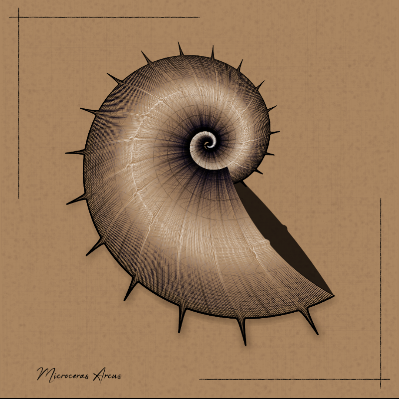 Ammonites #39