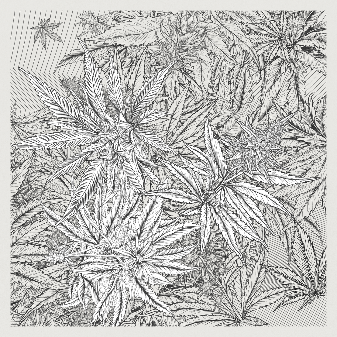 zancannabis #135