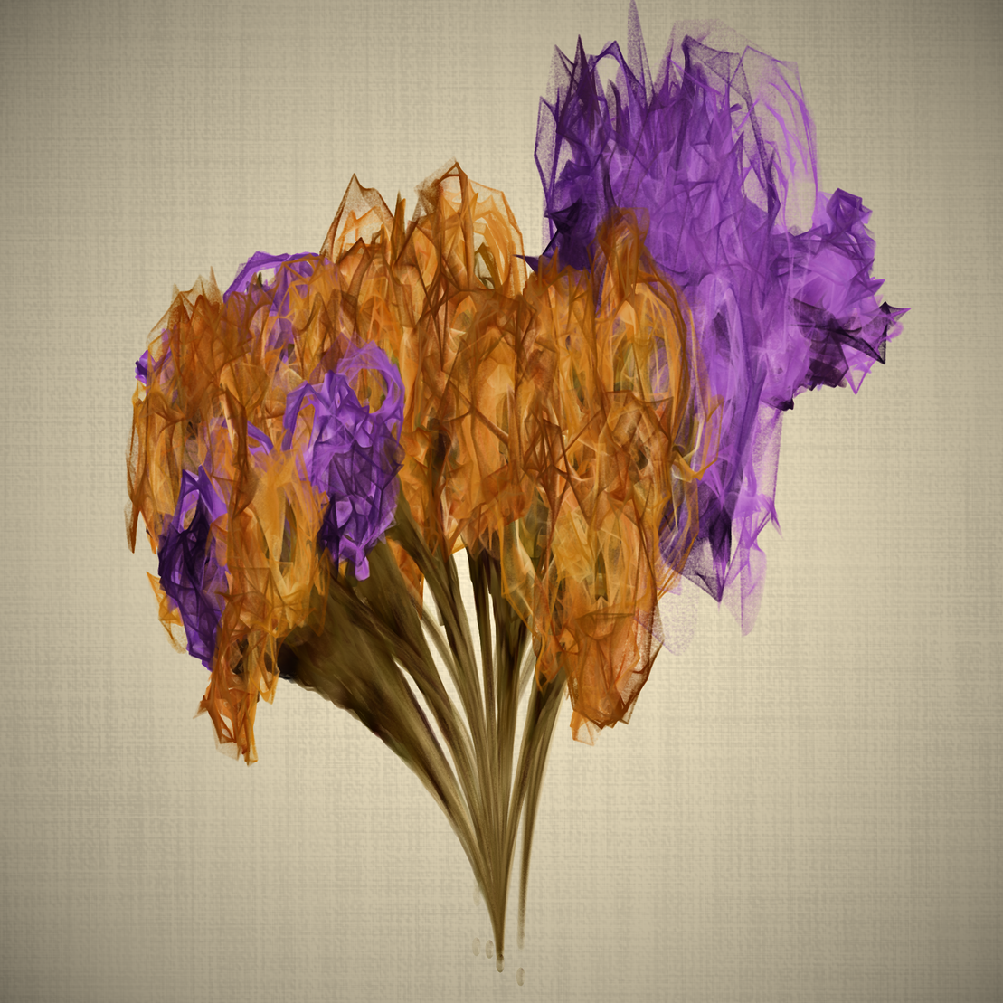 lilium