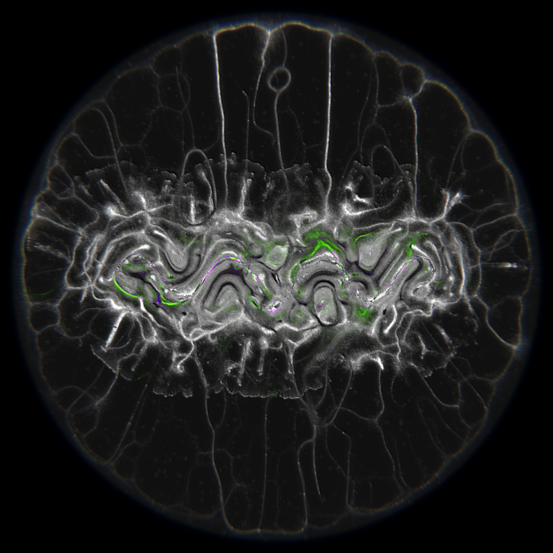 Ethereal Microcosm #276