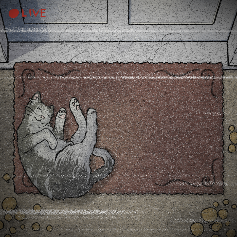 NOT A RUG #6