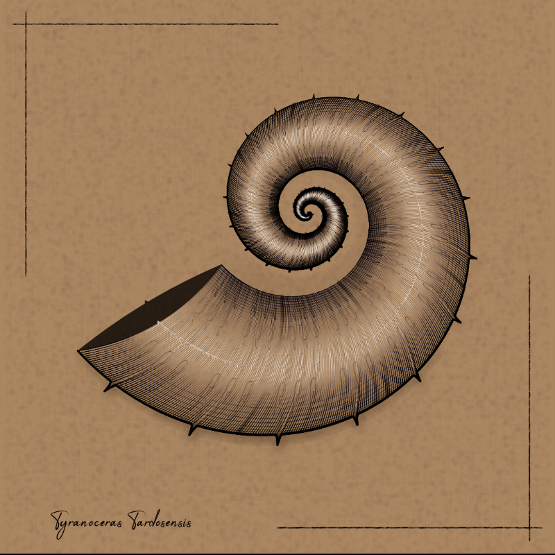 Ammonites #104