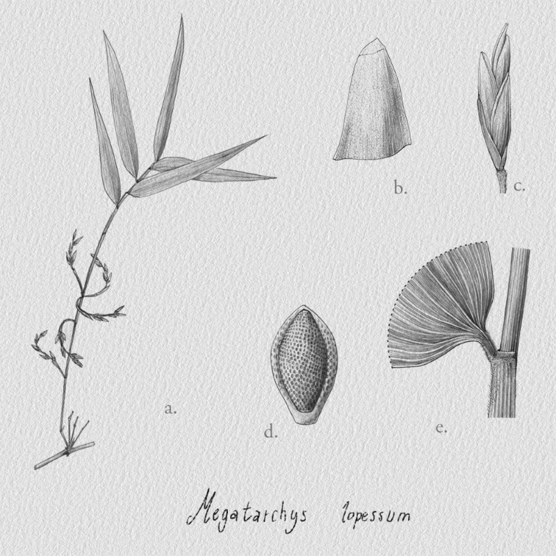 Botanical Illustration - Bambusoideae 1 #21