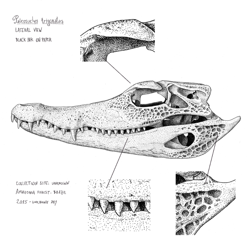 Paleosuchus trigonatus (skull) #19