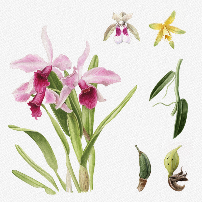 Botanical Illustration - Orchids 1 #100