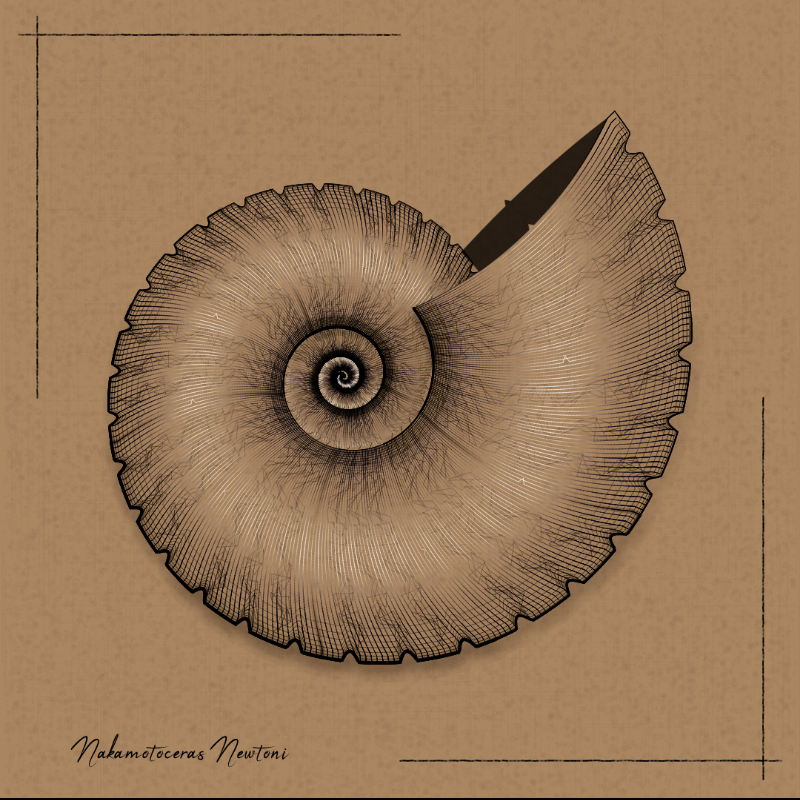 Ammonites #111