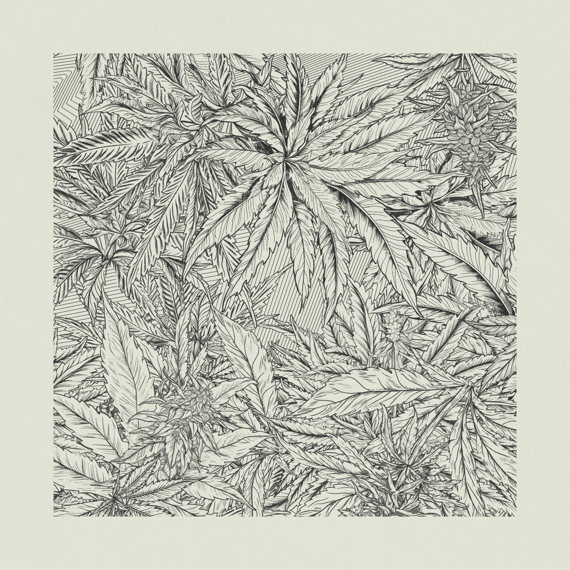 zancannabis #395