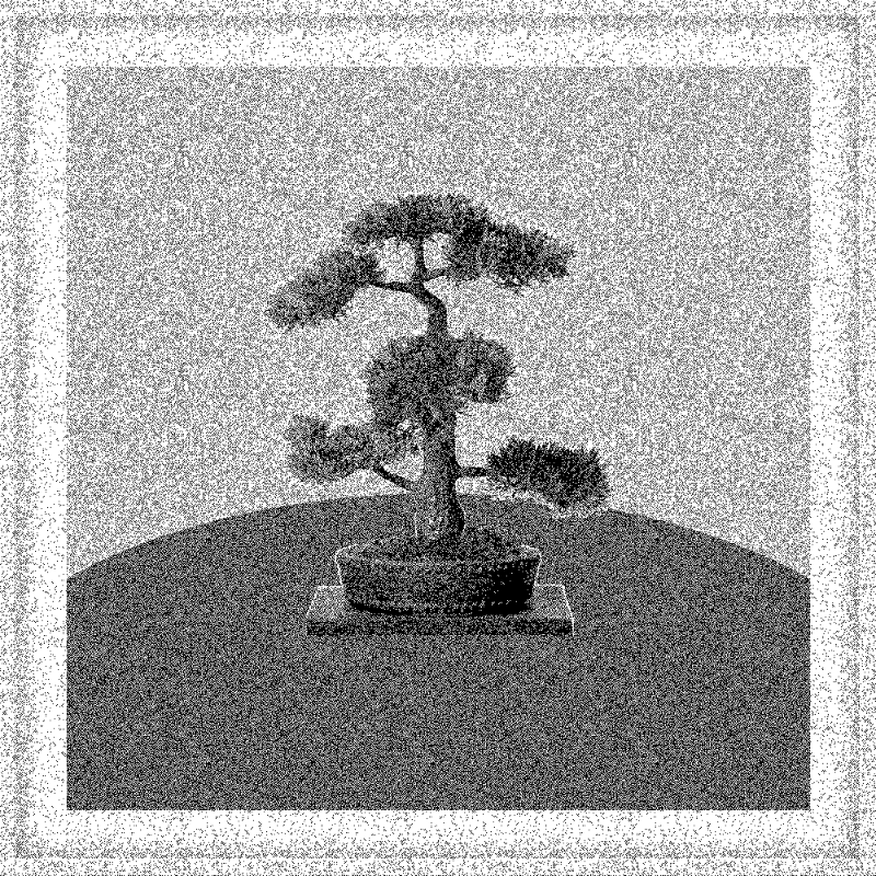 Bonsai Bonanza #411