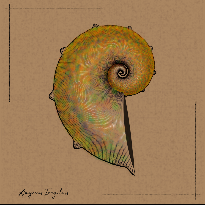 Ammonites #88