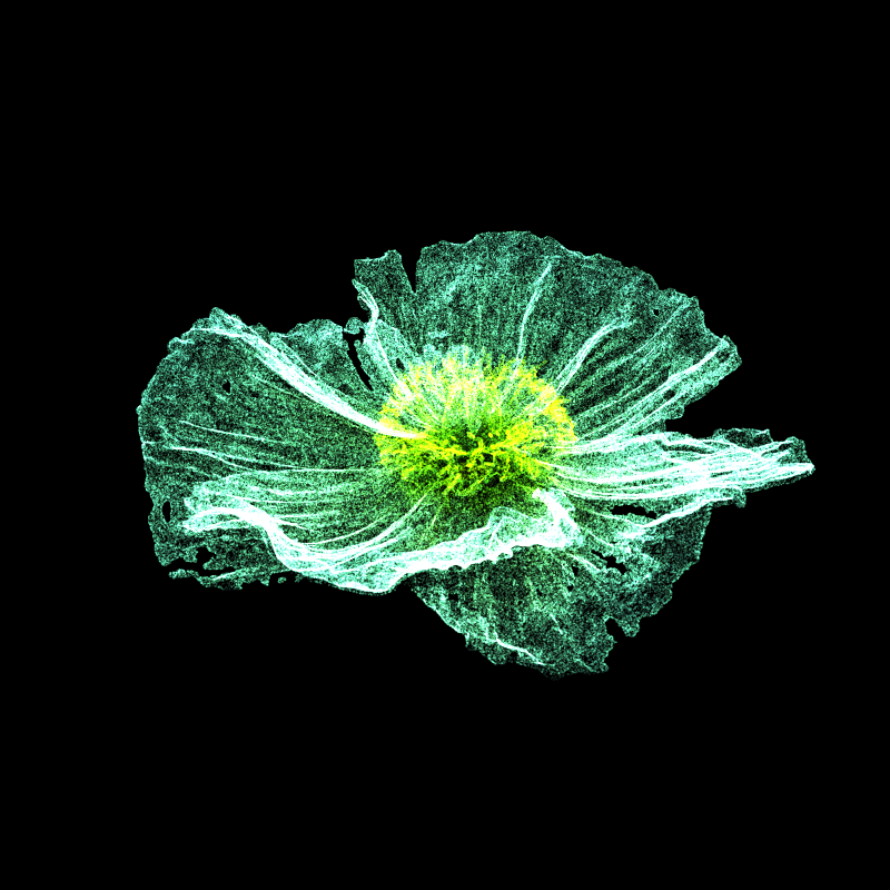 White Poppy 30 #65