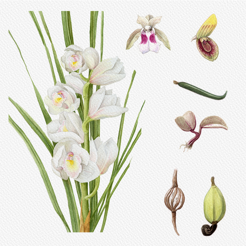 Botanical Illustration - Orchids 1 #69