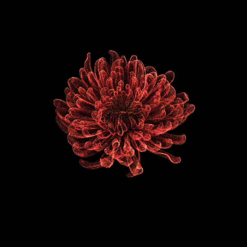 Chrysanthemum Morifolium 30 #92