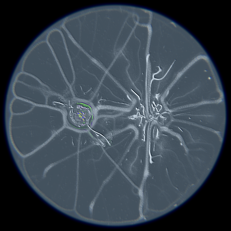 Ethereal Microcosm #228