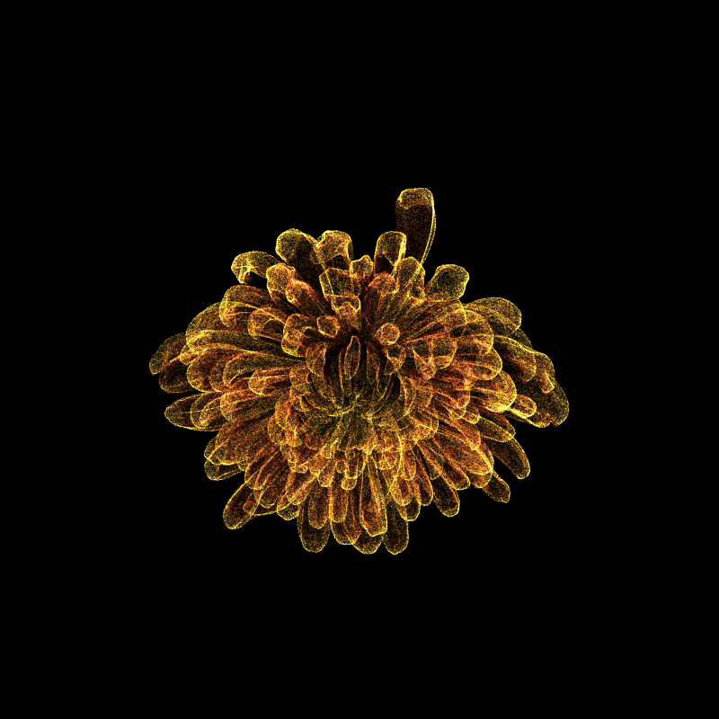 Chrysanthemum Morifolium 30 #55