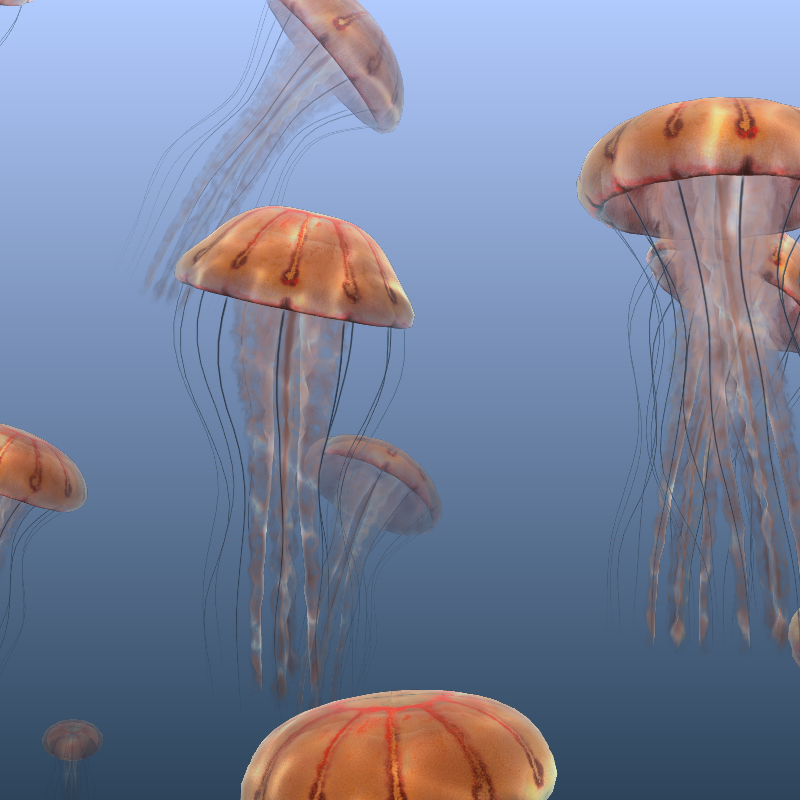 Jellyfish