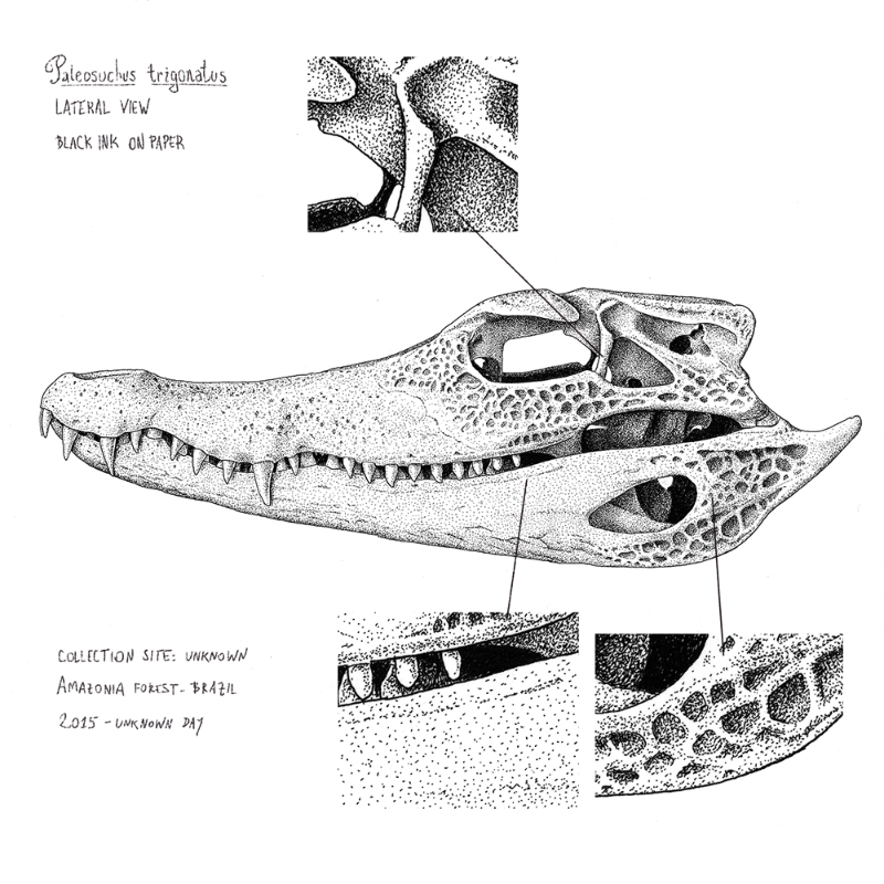 Paleosuchus trigonatus (skull) #13