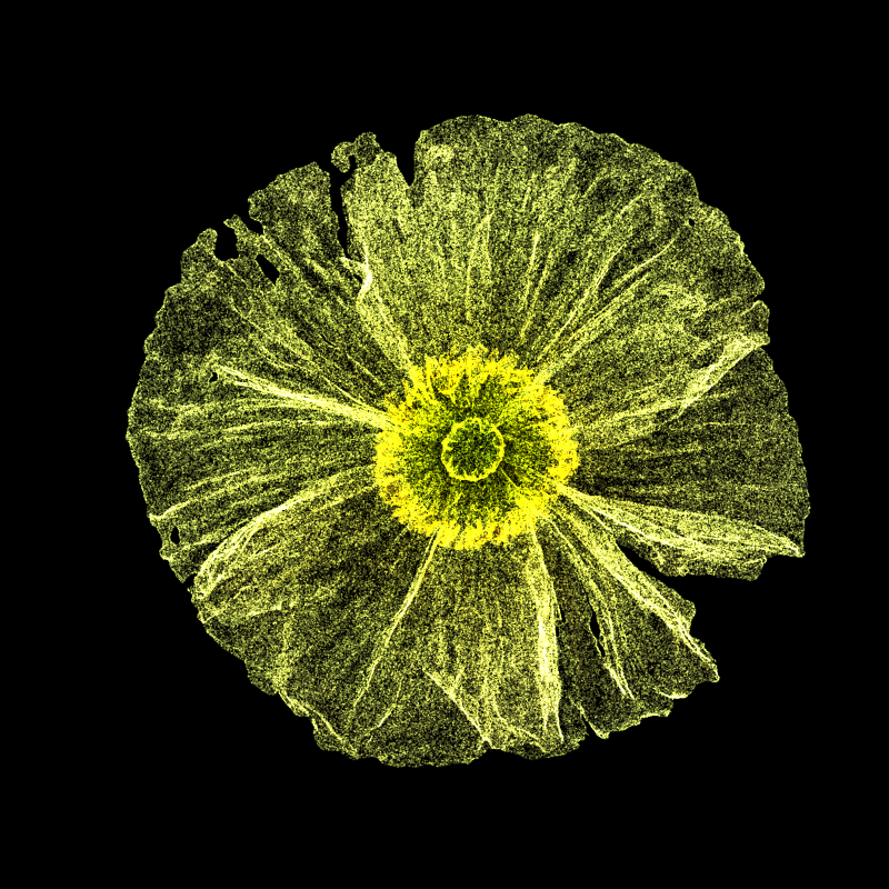 White Poppy 30 #169