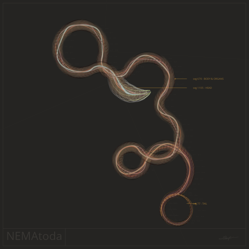 NEMA #2