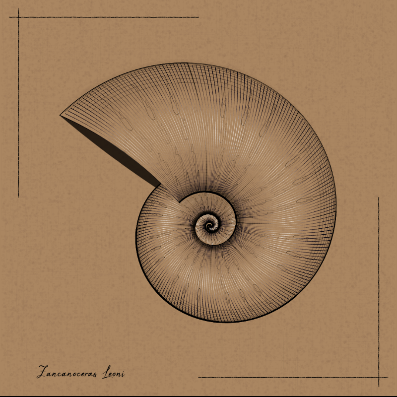 Ammonites #23