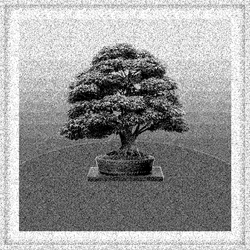 Bonsai Bonanza #617