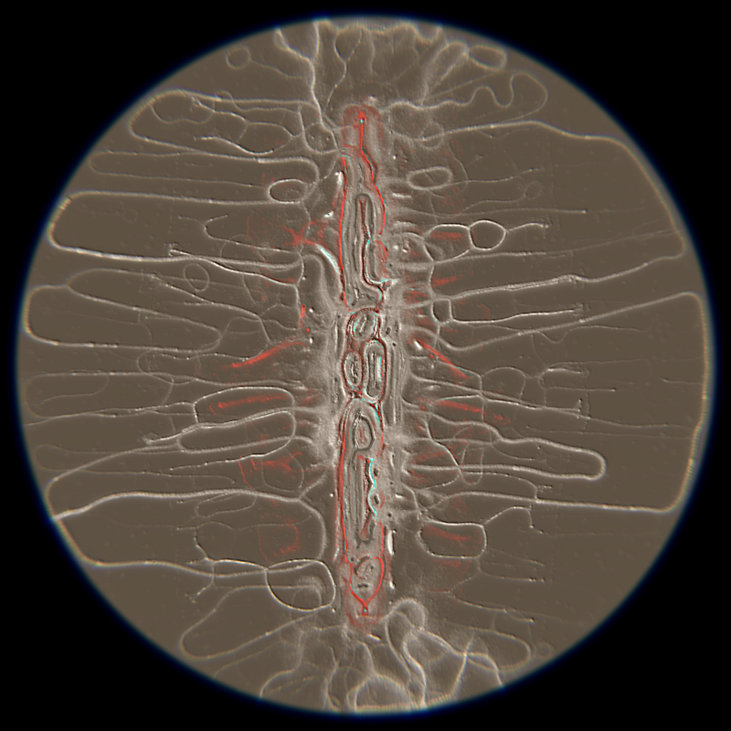 Ethereal Microcosm #210