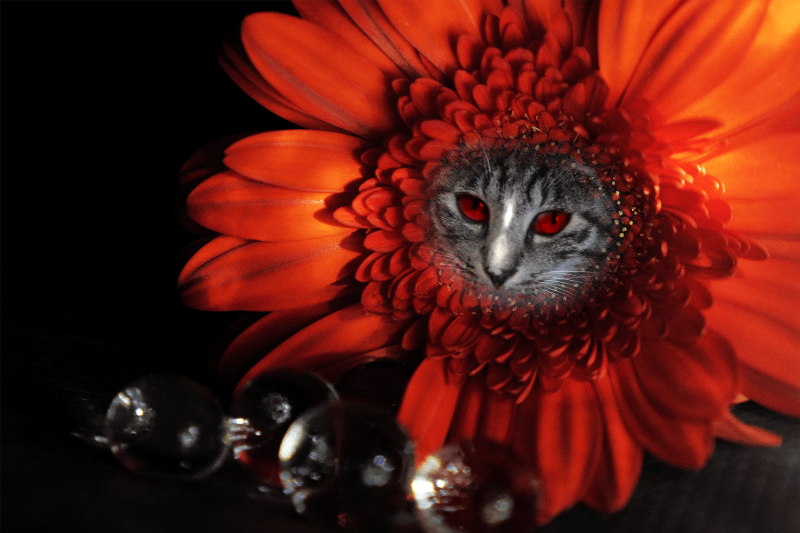 Flowering Cat #16