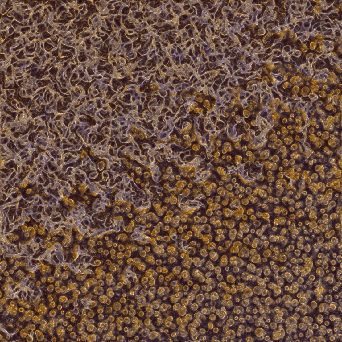 saprophyte #58