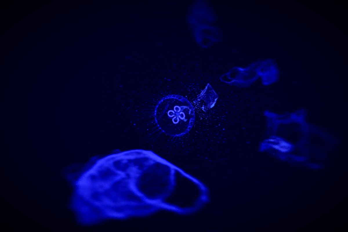 Turtle Vision #162