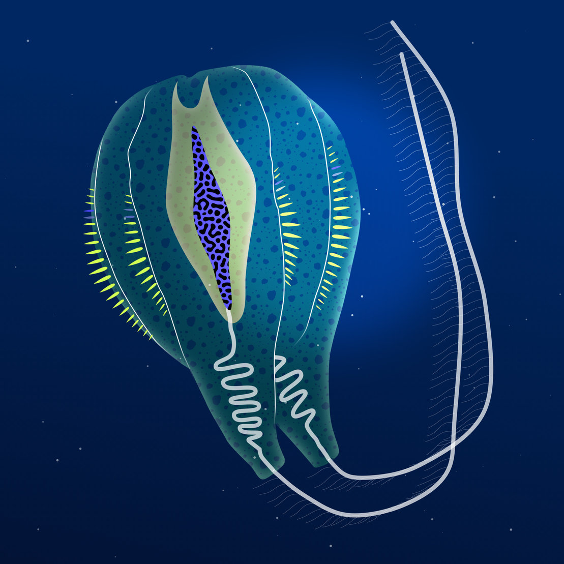 Ctenophores #5