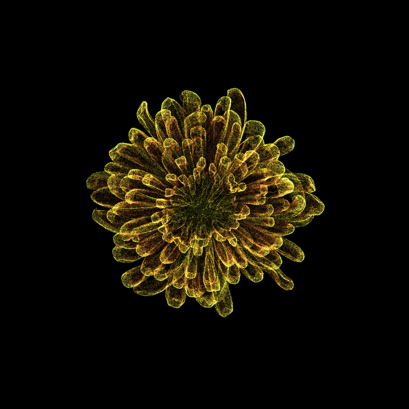 Chrysanthemum Morifolium 30 #79