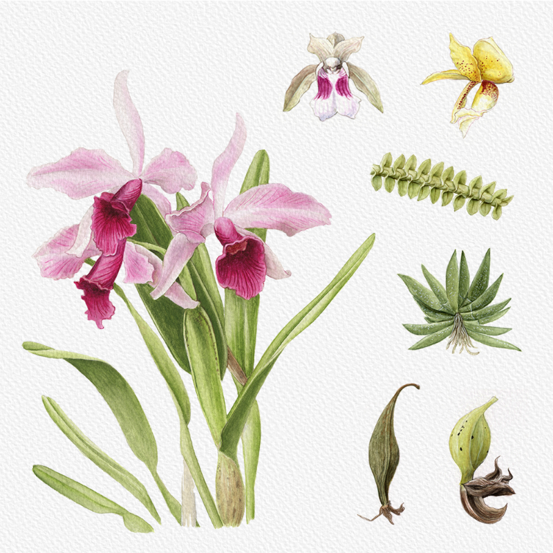 Botanical Illustration - Orchids 1 #94