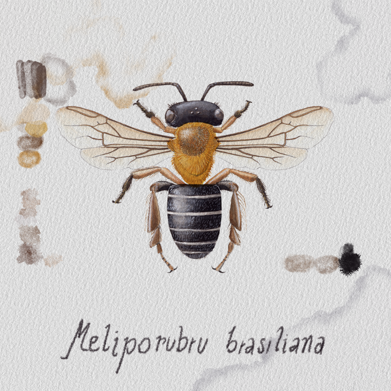 Randomic Brazilian Bees  #28