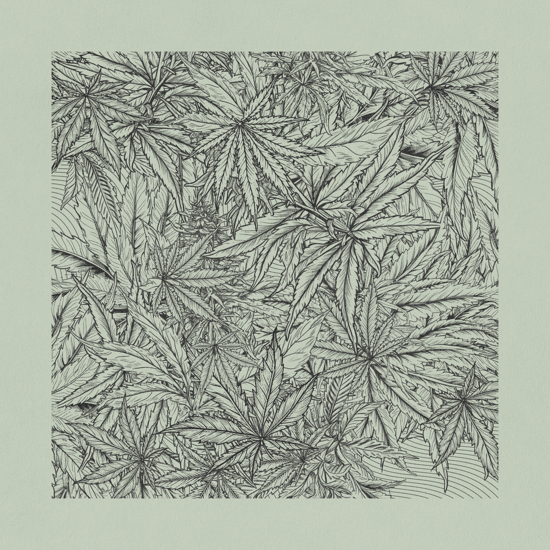 zancannabis #23