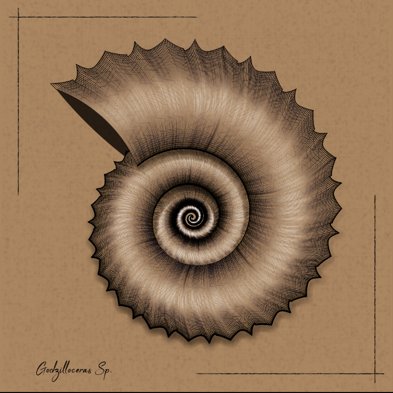 Ammonites #12