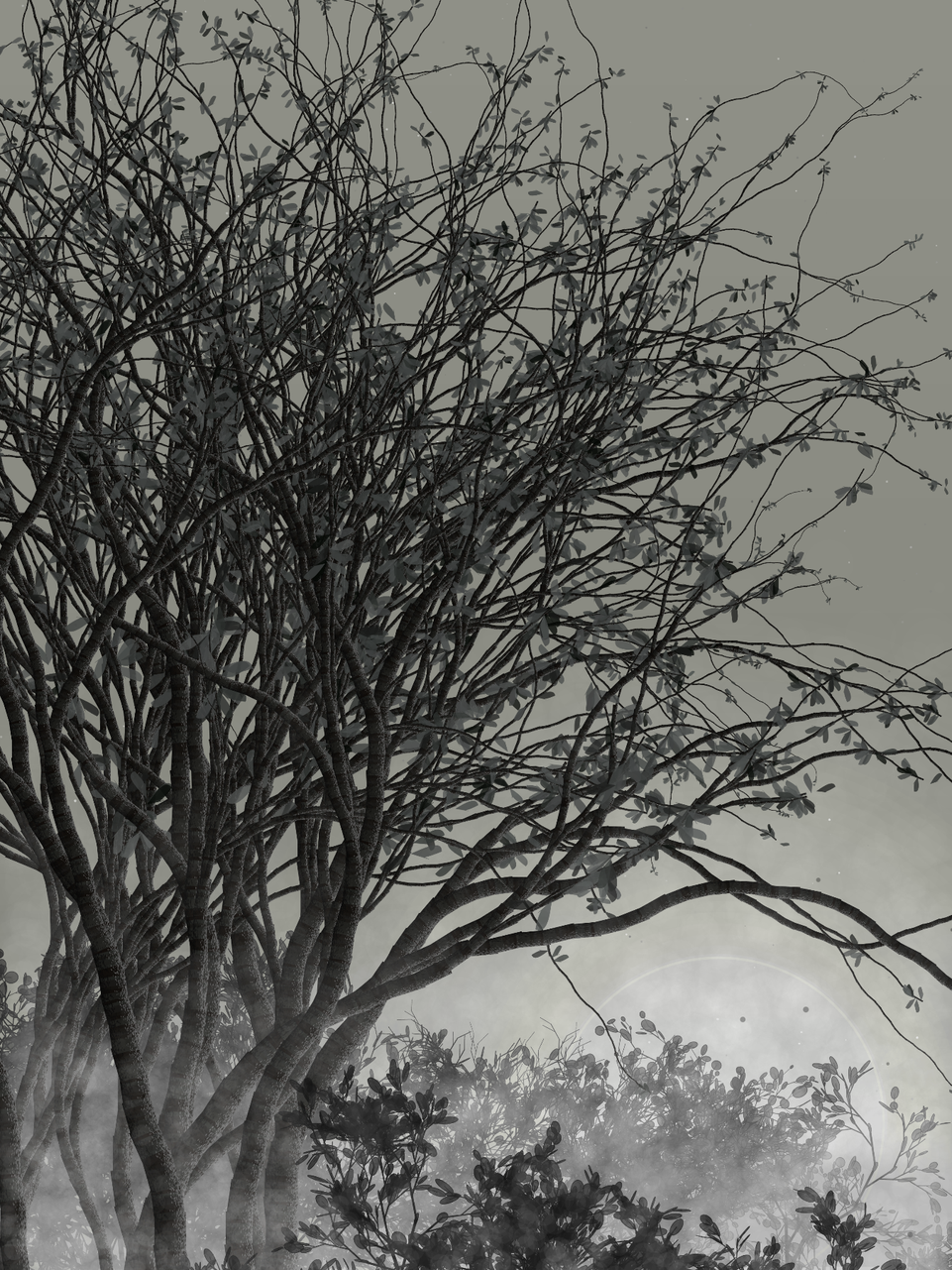 Morning Mist #288