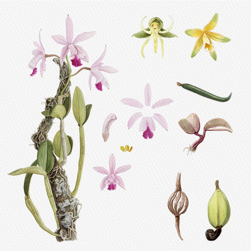 Botanical Illustration - Orchids 1 #24