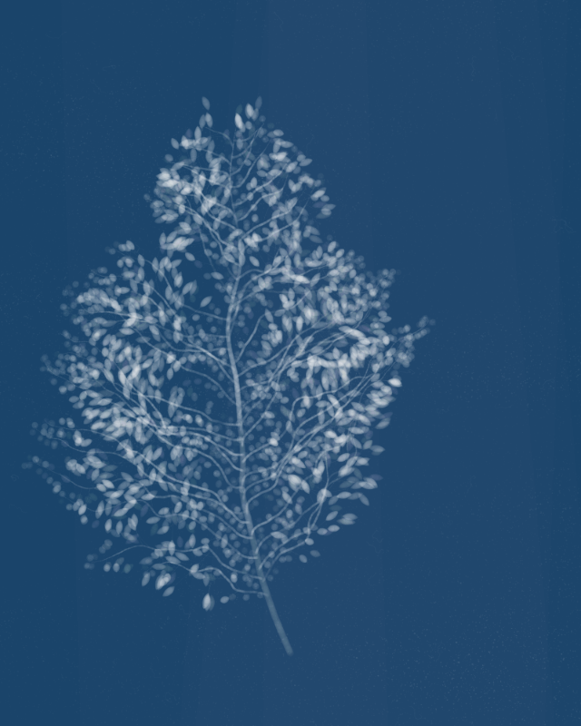 Cyanotypes #83