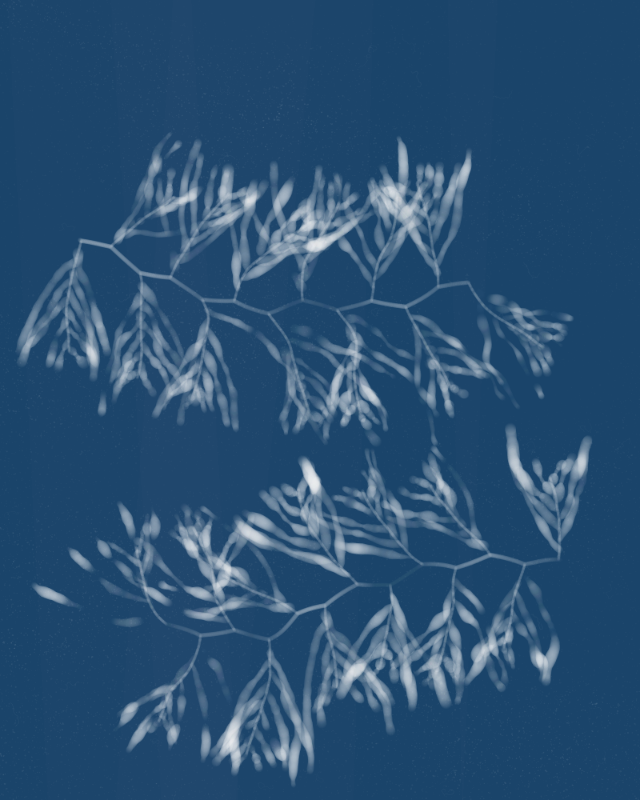 Cyanotypes #165