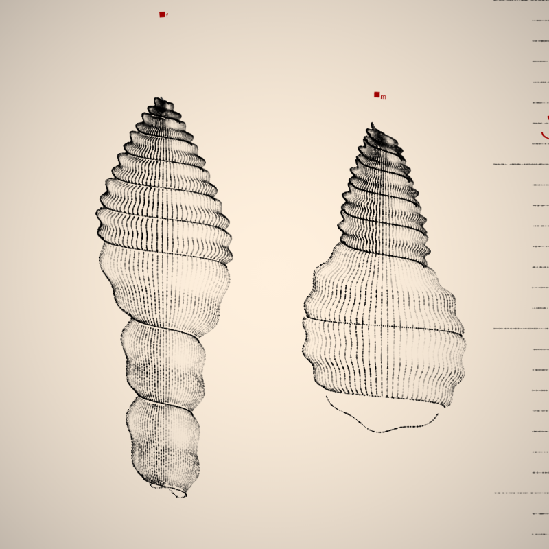 Two Specimen #280