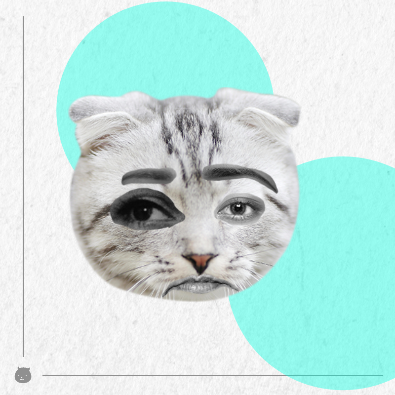 Kittenstein #51