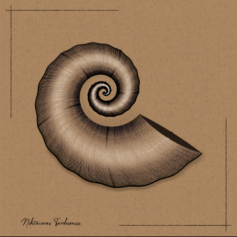 Ammonites #101